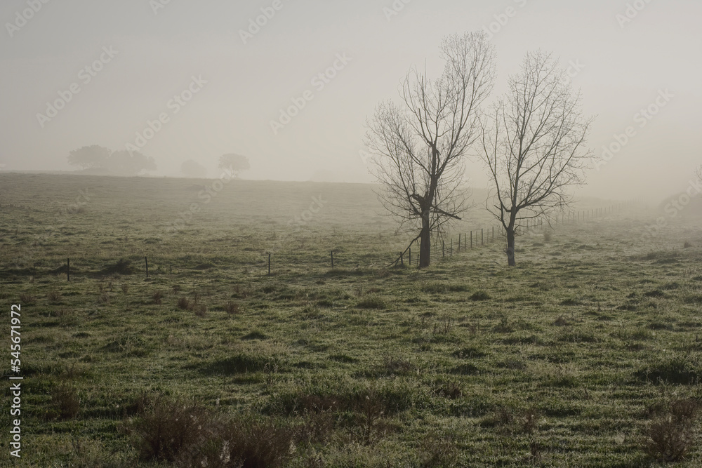 Foggy Alentejo plain