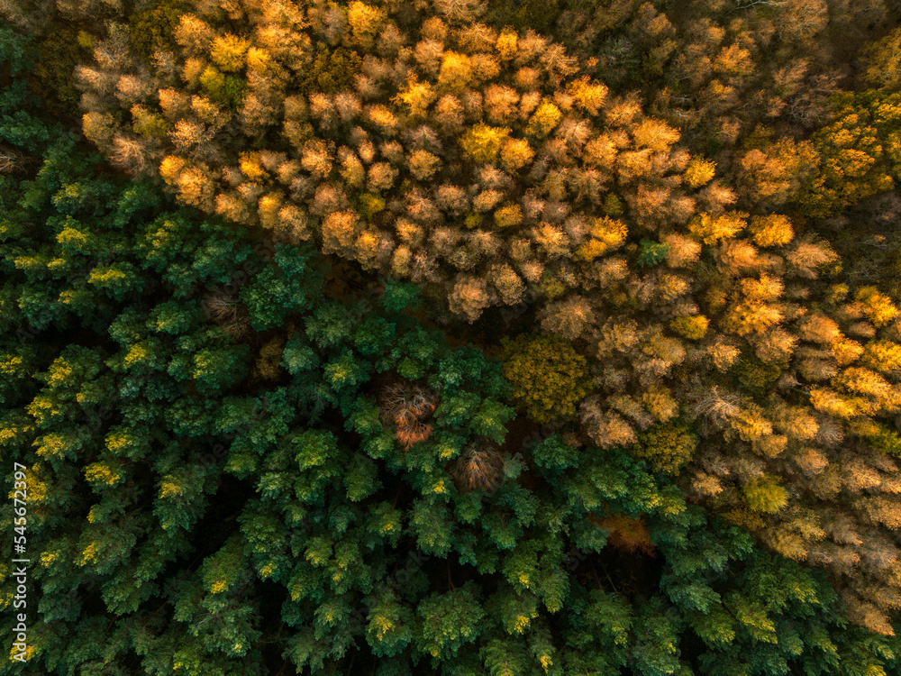 Autumn Tress shot from a drone in woodland near Bingley West Yorkshire