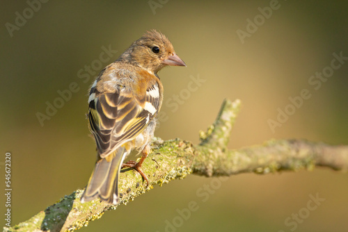 Zięba (Fringilla coelebs) #545672320