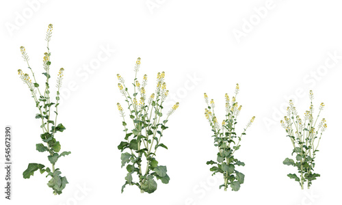 Various types of flowers grass bushes shrub and small plants isolated	
