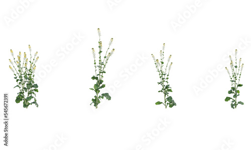 Various types of flowers grass bushes shrub and small plants isolated	
