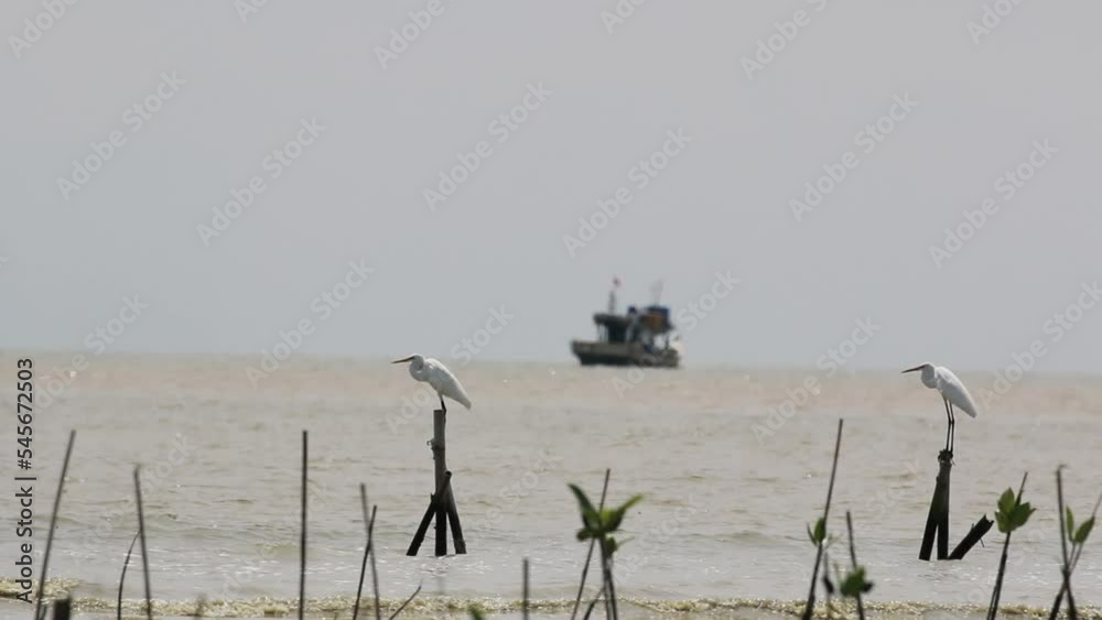 Indonesian wildlife documentaries. white stork Indonesian wildlife documentaries. white stork