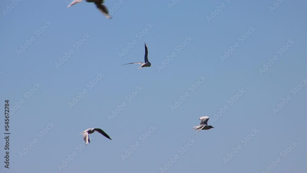 Flock of Seagulls flying in slow motion in front of clear blue sky background Flock of Seagulls flying in slow motion in front of clear blue sky background