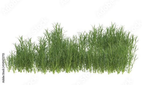 grass bushes shrub and small plants isolated	
 photo