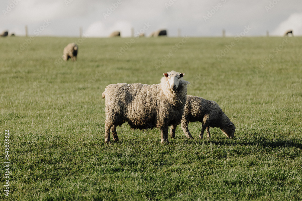 Obraz premium Sheep grazing on a grassy field in Victoria