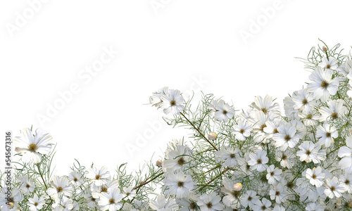 white flowers bush