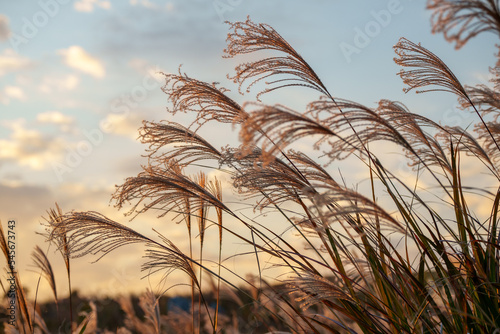 夕日に照らされるススキ