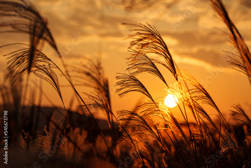 夕日に照らされるススキ