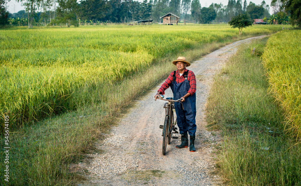 Elderly Asian farmer wearing wicker hat with old bike walking on small gravel footpath between green rice field. Senior man farmer in countryside Thailand. Elderly Asian farmer wearing wicker hat with old bike walking on small gravel footpath between green rice field. Senior man farmer in countryside Thailand.