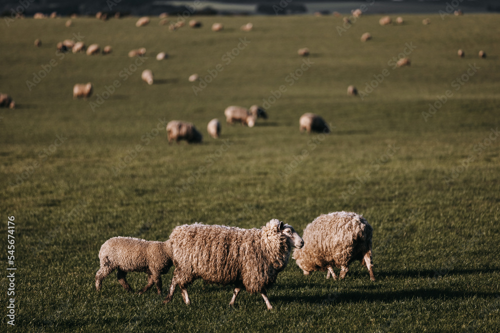 Sheep grazing on a grassy field in Victoria