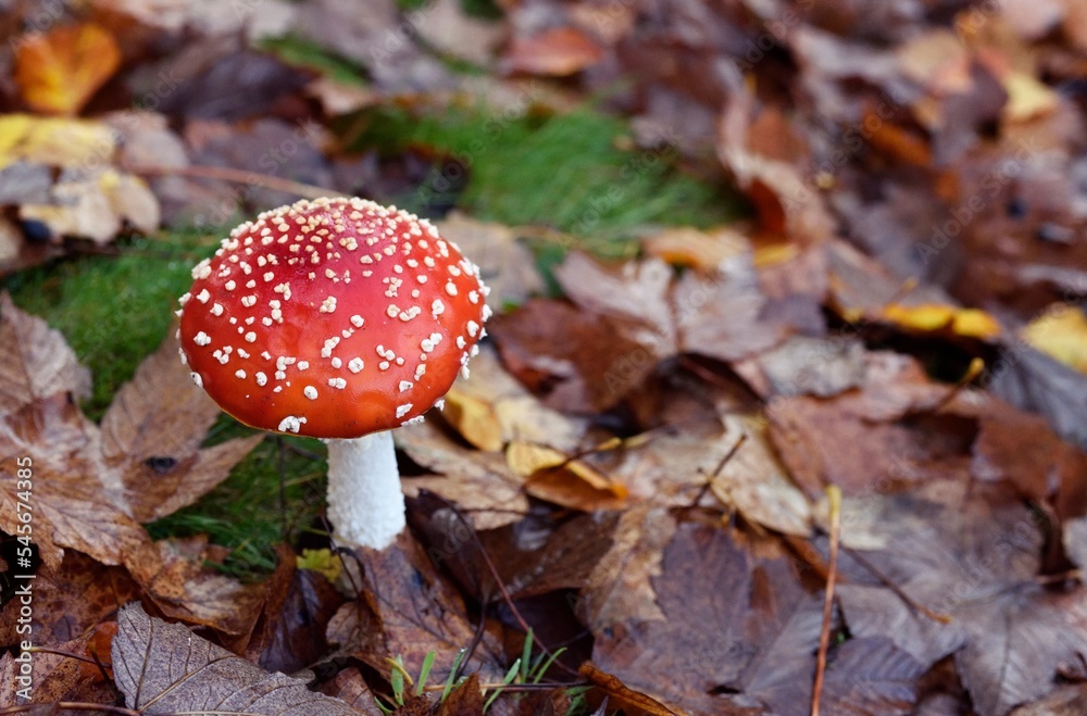Fly amanita, Amanita muscaria mushroom in the forest Fly amanita, Amanita muscaria mushroom in the forest