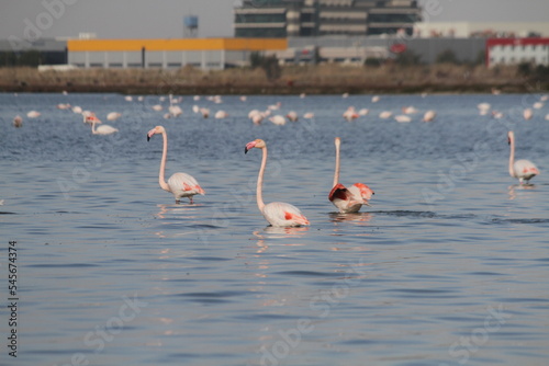 pink flamingo flying