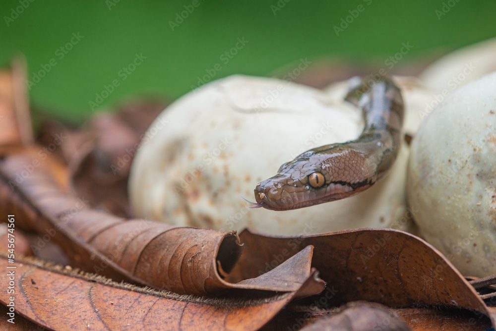 Fototapeta premium A baby reticulated python hatching from egg on pile of dry leaves