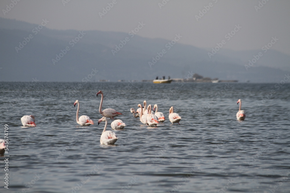 flamingos in lake