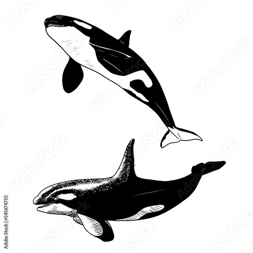Killer whales. Vector illustrations isolated on white. Hand-drawn style.