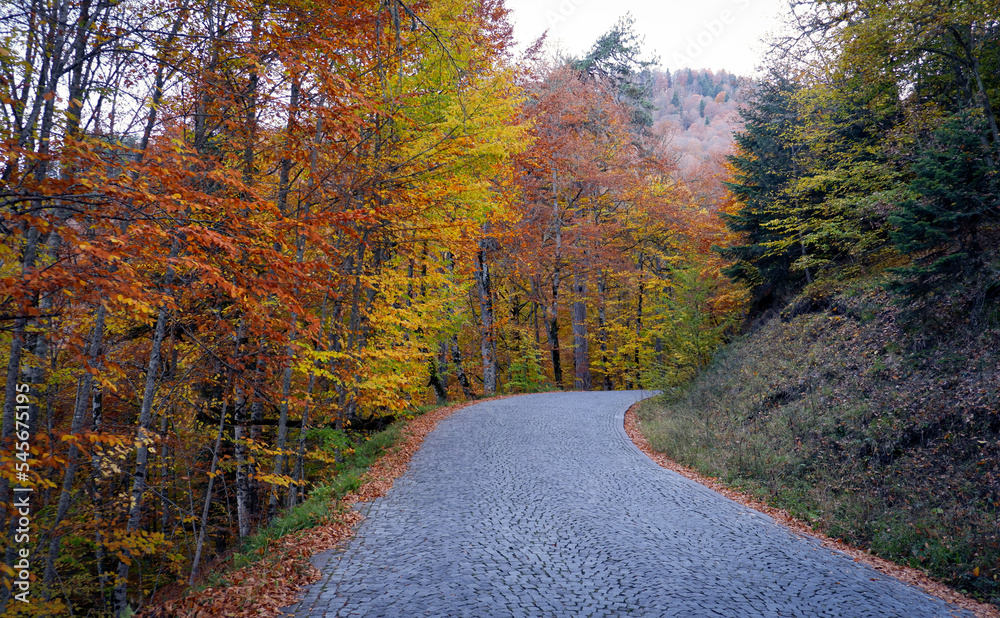 A cobblestone path with colorful autumn leafy trees. Yedigoller, Bolu, Turkey.