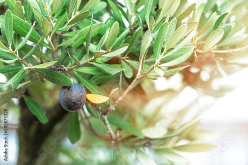 Olives on Olive Tree. Close up of Tuscan Olive branch hanging from tree