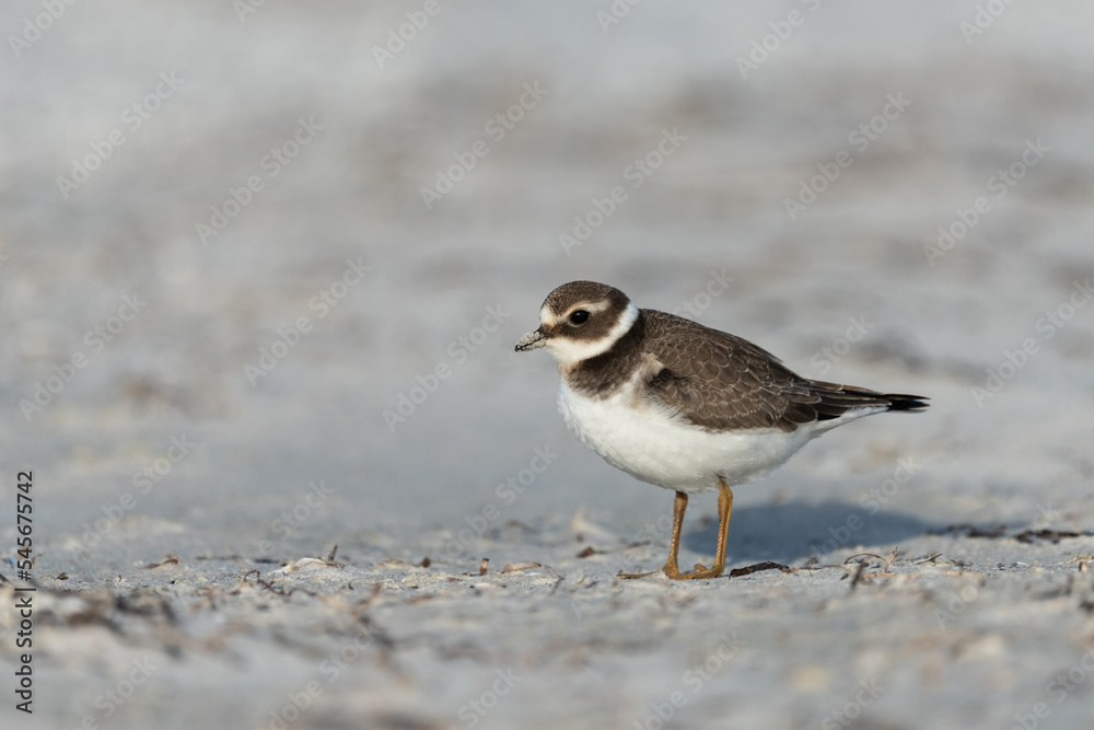 Common ringed plover looking for food at the Baltic Sea shoreline Common ringed plover looking for food at the Baltic Sea shoreline