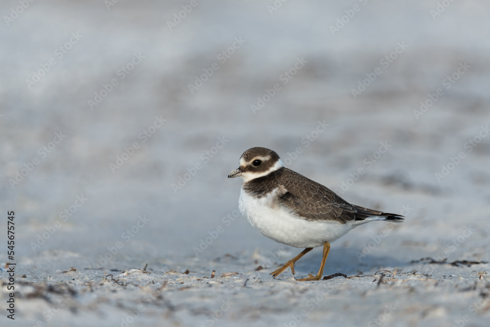 Common ringed plover looking for food at the Baltic Sea shoreline Common ringed plover looking for food at the Baltic Sea shoreline