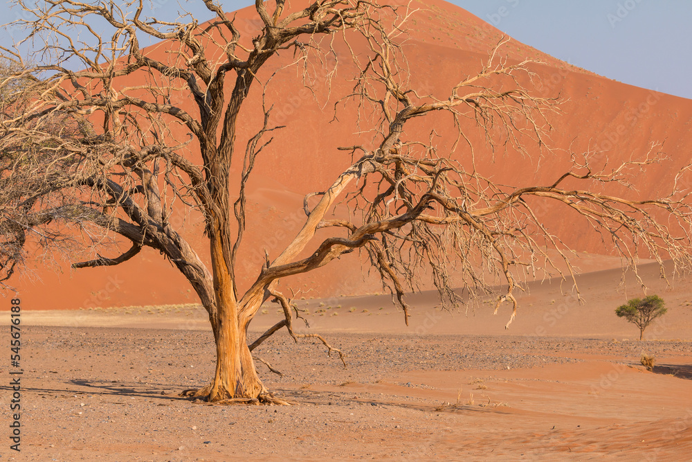 The famous dune 45. The Namib-Naukluft National Park of Namibia.