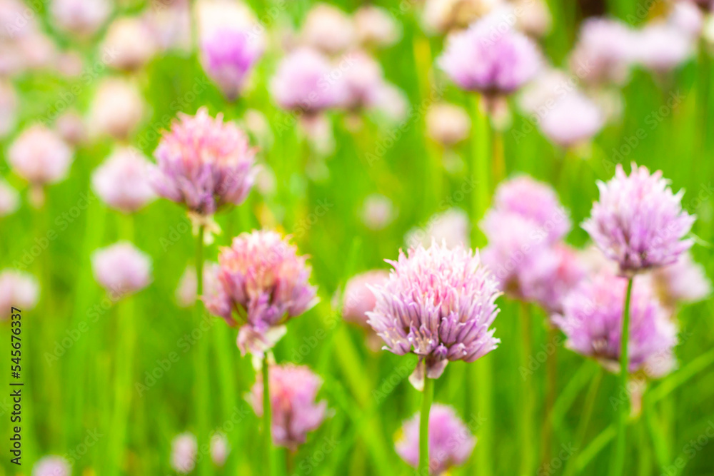 onion flowers of the allium schnitt variety. selective focus. onion flowers of the allium schnitt variety. selective focus.