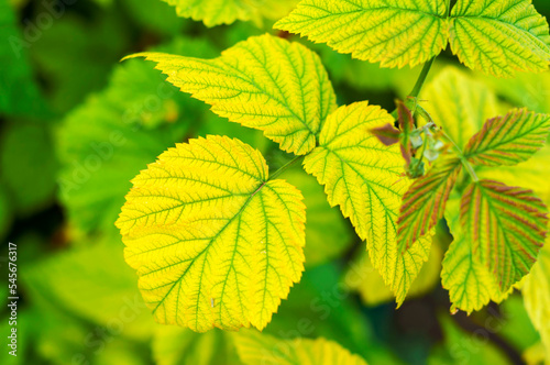 yellowed raspberry leaves close-up. the concept of plant diseases and their care.