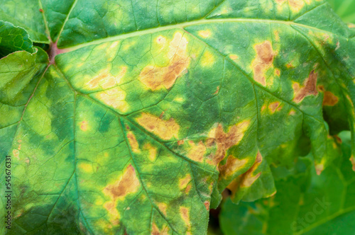 spots on rhubarb leaves close-up. the concept of plant diseases: ramulariosis, ascochitosis.