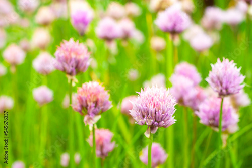 onion flowers of the allium schnitt variety. selective focus.