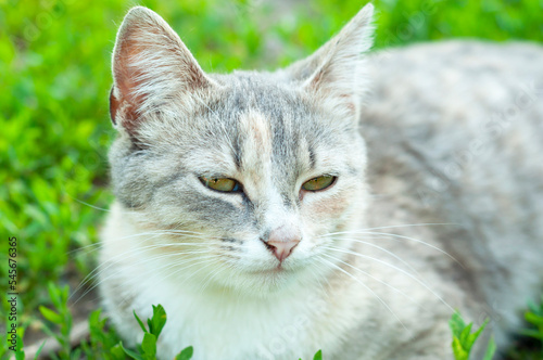 beautiful tricolor cat lies on green grass close-up.
