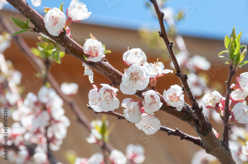 branch blooming apricot or plum in close-up.