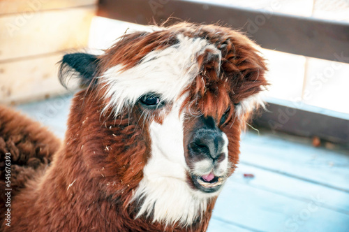 muzzle chewing alpaca in an aviary.