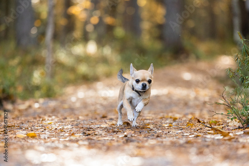 Chihuahua running on path in autumn forest. 