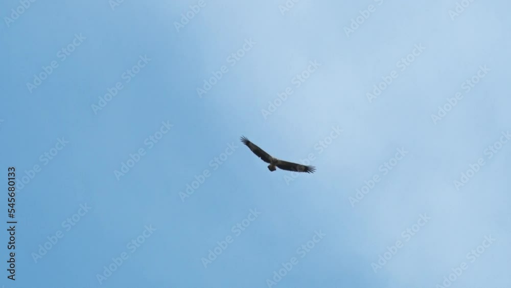 Haliaeetus leucogaster. watch eagles circling in the sky on the coast of Kuala Penet, Indonesia. Haliaeetus leucogaster. watch eagles circling in the sky on the coast of Kuala Penet, Indonesia.
