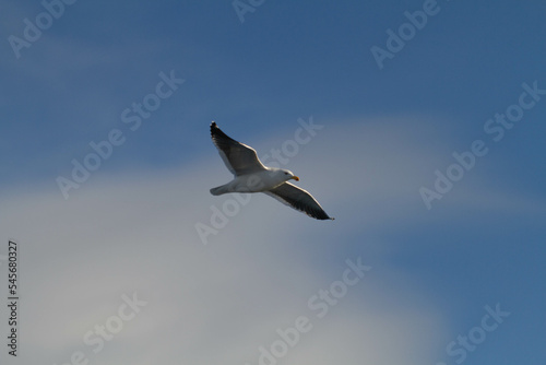 Migratory Bird flies over The Beagle Channel