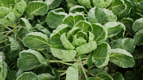 Brussels sprout whitefly Aleyrodes proletella pest Brassica oleracea cabbage harmful adults larvae underside leaf plant. Problem farm agricultural cultivation planting crops Europe farming agriculture