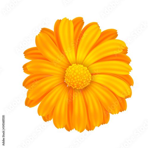 Calendula png illustration isolated. Four of the marigold flower