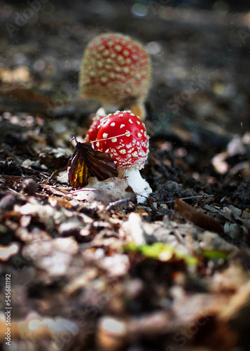 Toadstool in autumn forest fallen leaves and depth of field with spores falling down (ID: 545681192)