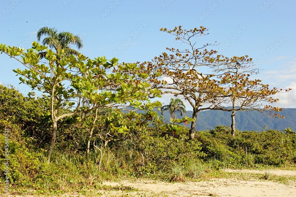 Forest close to the beach sand. Tall trees end green vegetation. nature preserved. Itaguare beach, bertioga, Brazil Forest close to the beach sand. Tall trees end green vegetation. nature preserved. Itaguare beach, bertioga, Brazil