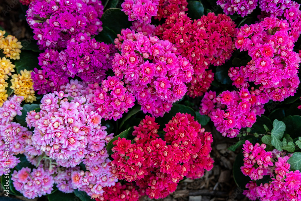 Background of multicolored Kalanchoe flowers Background of multicolored Kalanchoe flowers
