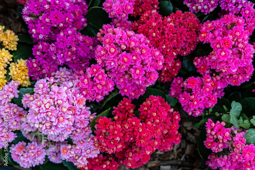 Background of multicolored Kalanchoe flowers
