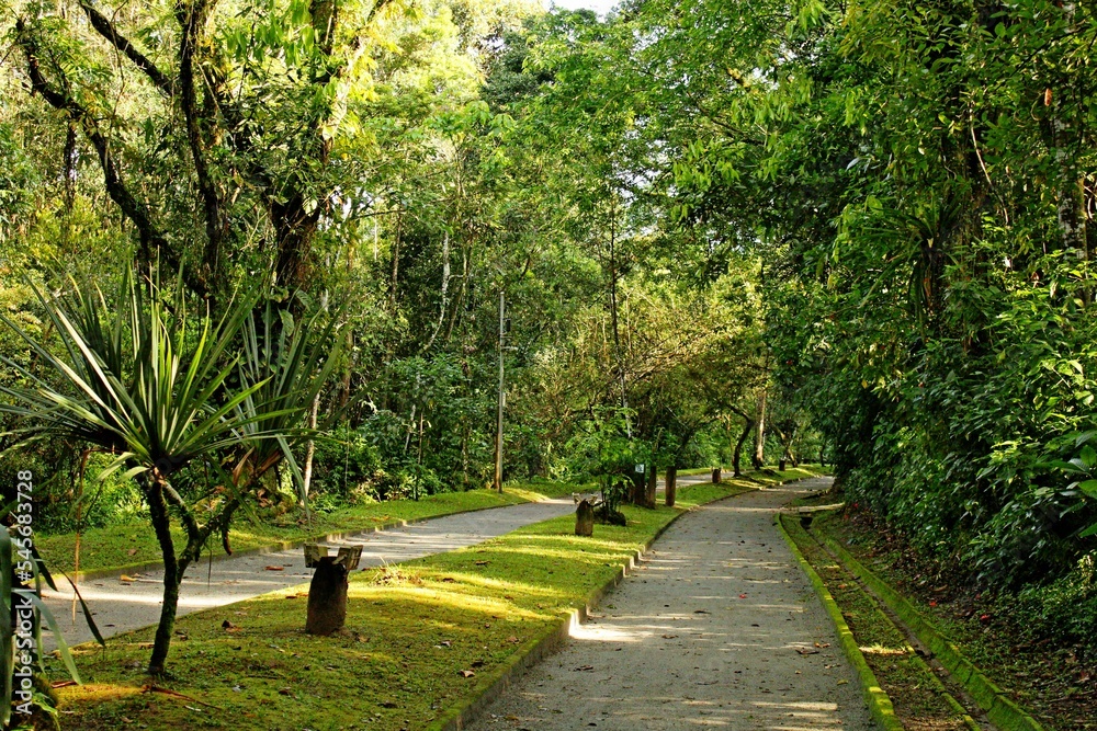 Trail in the middle of the forest for hiking. Physical exercises for health. Tropical forest, lush leaves.