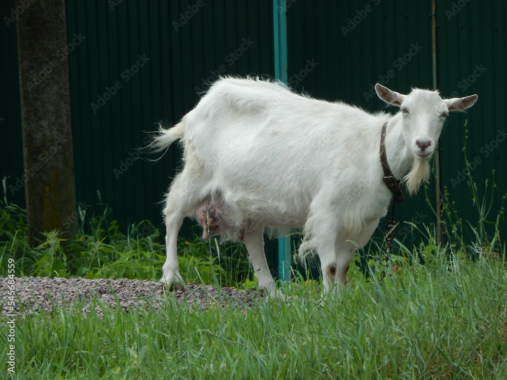 The goat eats grass. Meadow grazing of the Saanen goat. White goat grazes in the meadow in the village. The goat eats grass. Meadow grazing of the Saanen goat. White goat grazes in the meadow in the village.