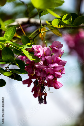 Rose locust flowers in the ...
