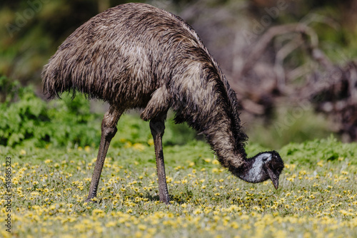 Australian emu at Tower Hill wildlife reserve , Victoria (Australia)