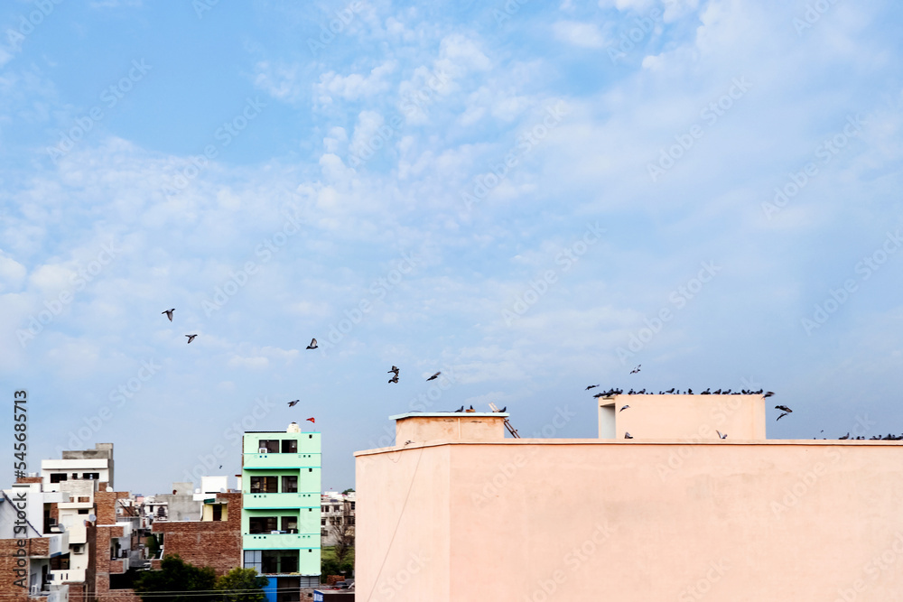 Pigeons. Flock of pigeons on the roof building. Pigeons. Flock of pigeons on the roof building.