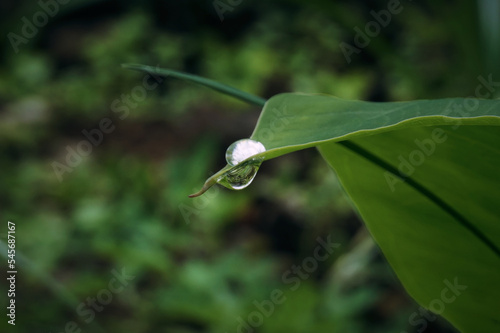 Dew on the tip of Taro leaf in the morning