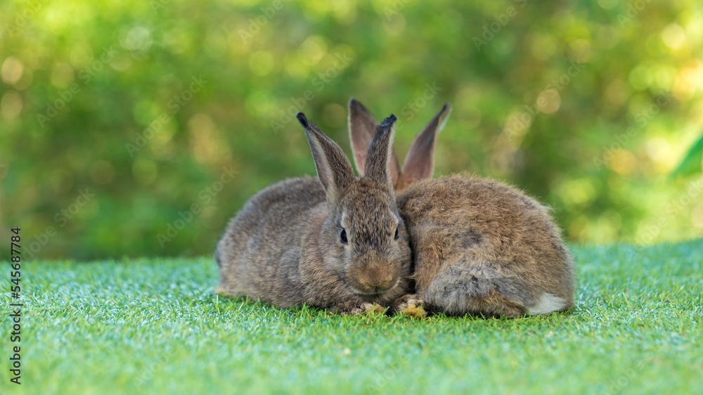 Adorable and cute new born rabbit. baby cute rabbit or new born adorable bunny. Easter Bunny. Adorable and cute new born rabbit. baby cute rabbit or new born adorable bunny. Easter Bunny.