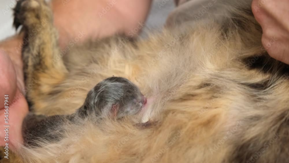 Newborn Kitten Suckling Milk Close Up. Very Little Gray Kitty Laying on Mother. Cat Feeding Small Cute Newborn Kitten. Mom Nursing Baby Kittens. Domestic Animal. Sleep Nap Time. Pets at Cozy Home. 4K Newborn Kitten Suckling Milk Close Up. Very Little Gray Kitty Laying on Mother. Cat Feeding Small Cute Newborn Kitten. Mom Nursing Baby Kittens. Domestic Animal. Sleep Nap Time. Pets at Cozy Home. 4K