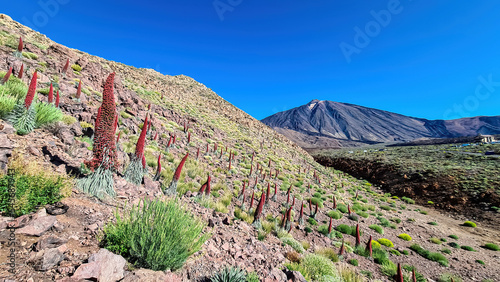 Field of red flowers Tajinaste. Scenic view on volcano Pico del Teide, Mount El Teide National Park, Tenerife, Canary Islands, Spain, Europe. Volcanic dry landscape. Hiking trail on sunny summer day photo