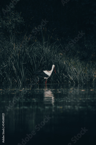 stork in water